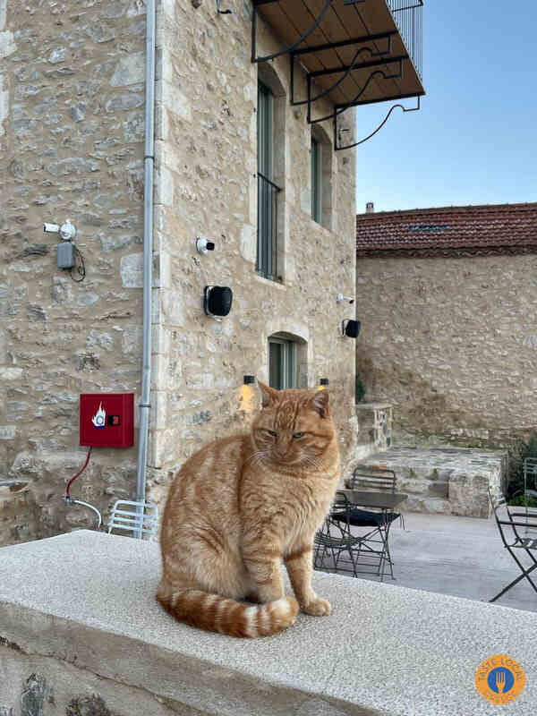 Parnon - Vamvakou, by George, our Gastronomic correspondent from "Taste Local Greece" - Gastronomy Tours img 9211 orig 1 - Gastronomy Tours